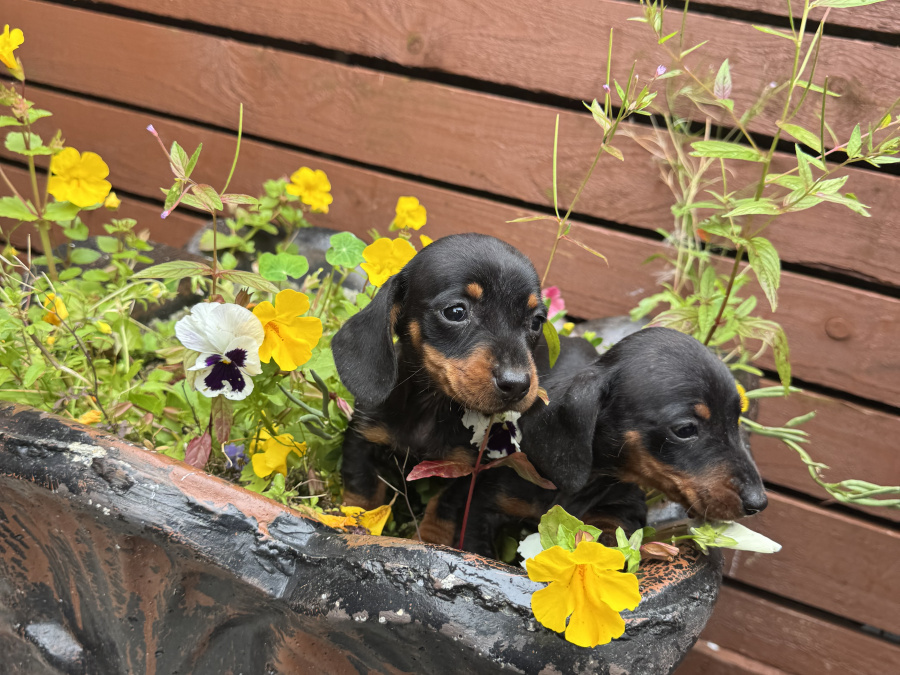 Miniature dachshund ikc registered 1