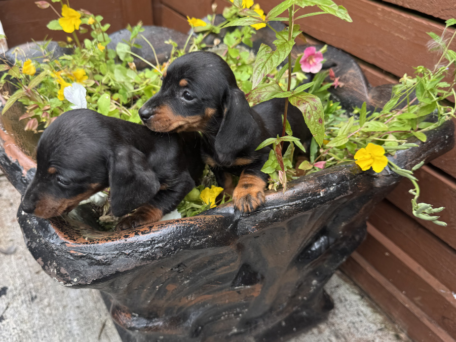 Miniature dachshund ikc registered 2