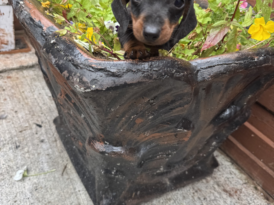 Miniature dachshund ikc registered 3