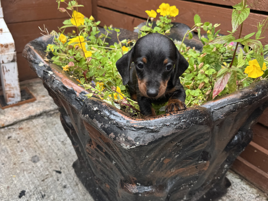 Miniature dachshund ikc registered 4