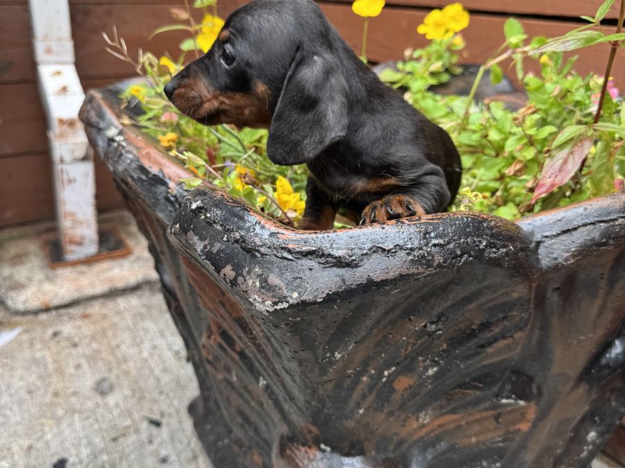 Miniature dachshund ikc registered 5