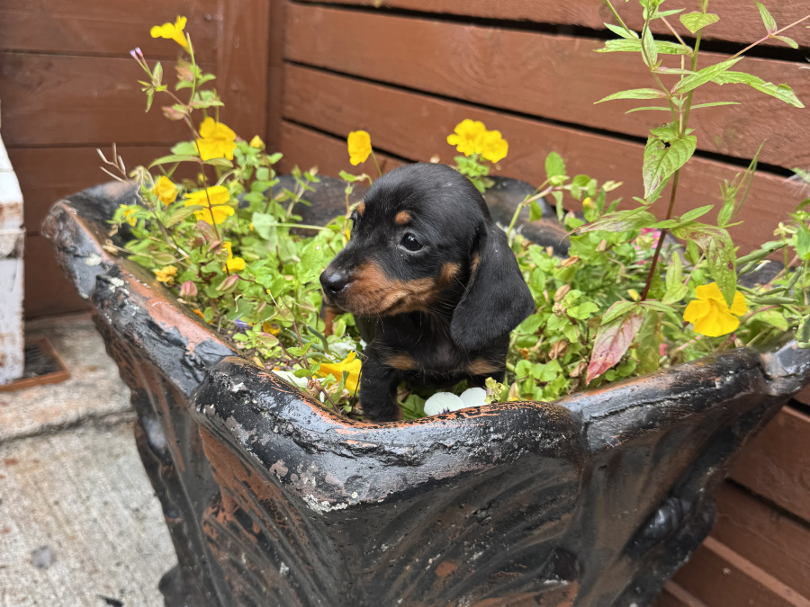 Miniature dachshund ikc registered 6