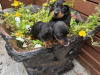 Miniature dachshund ikc registered 7