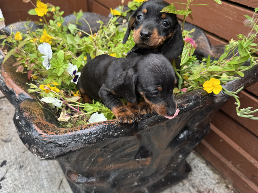 Miniature dachshund ikc registered 7
