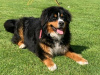 Cooper Bernese Mountain Dog, IKC Regidtered 1