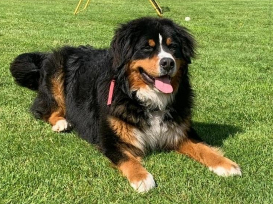 Cooper Bernese Mountain Dog, IKC Regidtered