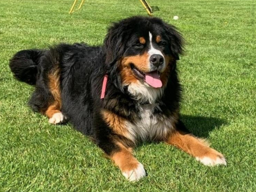 Cooper Bernese Mountain Dog, IKC Regidtered 1