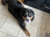 Cooper Bernese Mountain Dog, IKC Regidtered 2
