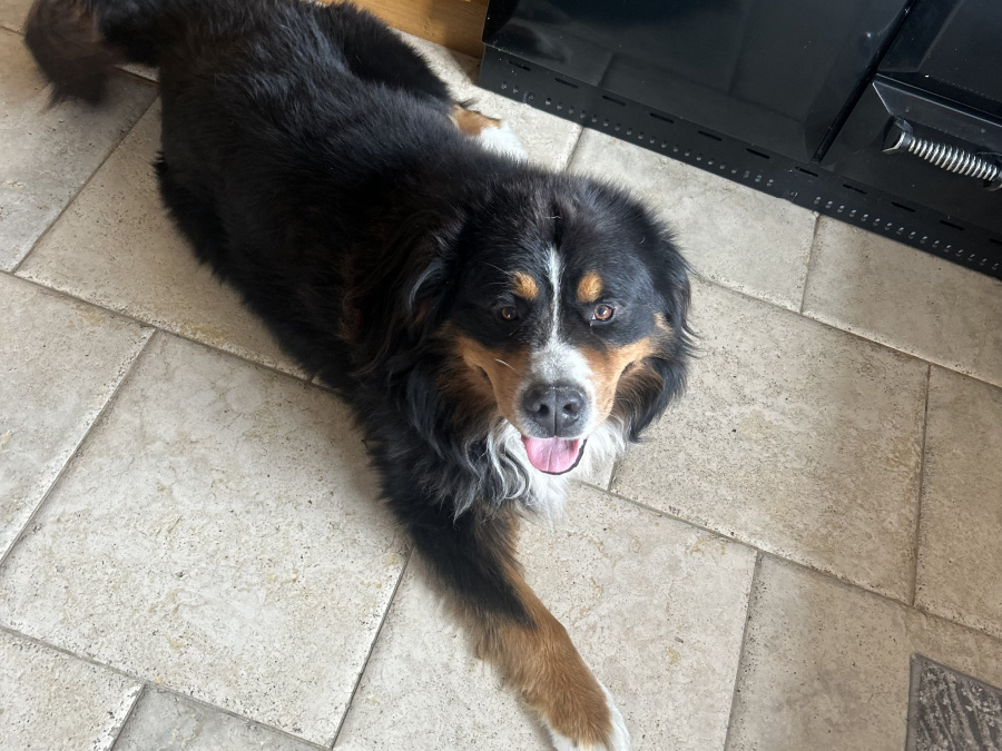 Cooper Bernese Mountain Dog, IKC Regidtered 2