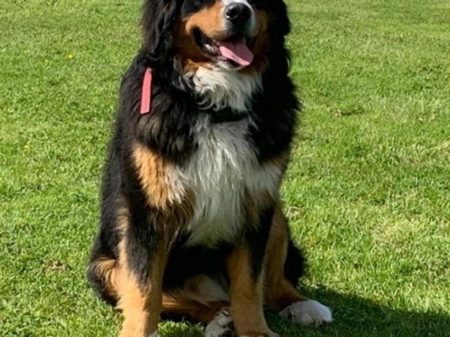 Cooper Bernese Mountain Dog, IKC Regidtered 3