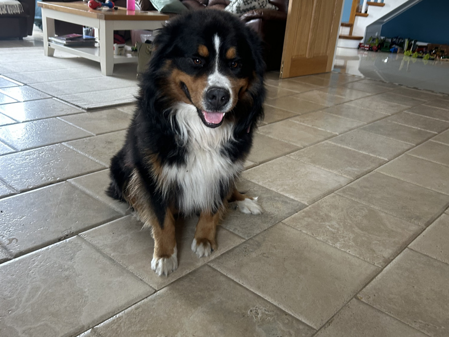 Cooper Bernese Mountain Dog, IKC Regidtered 5