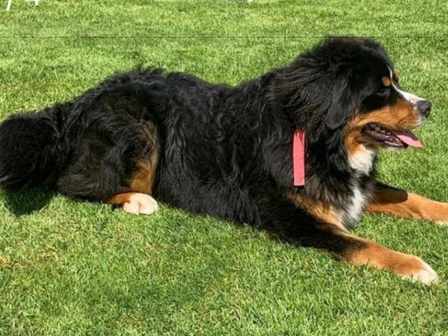 Cooper Bernese Mountain Dog, IKC Regidtered 4