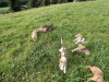 Lercher pups for sale 1