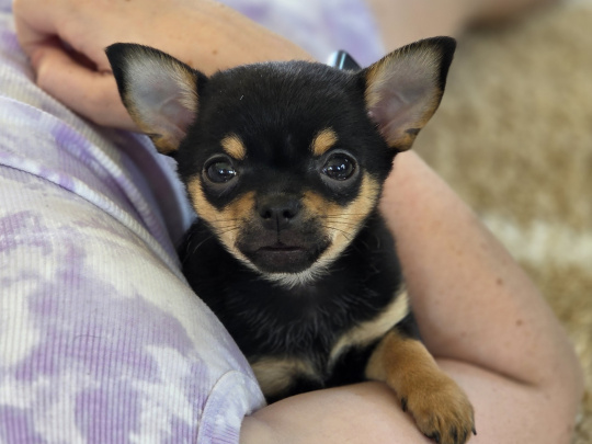 Tiny male chihuahua puppy looking for a new home