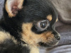 Tiny male chihuahua puppy looking for a new home 3