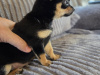 Tiny male chihuahua puppy looking for a new home 4
