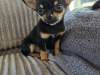 Tiny male chihuahua puppy looking for a new home 6