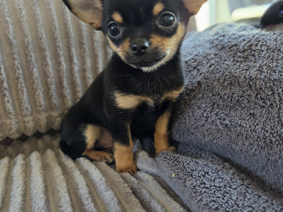 Tiny male chihuahua puppy looking for a new home 6