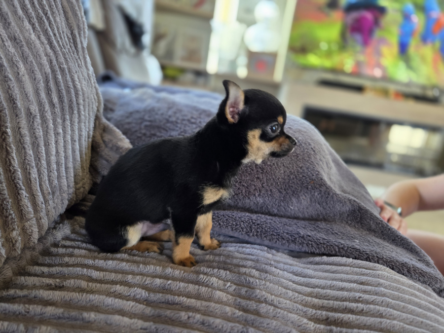 Tiny male chihuahua puppy looking for a new home 5