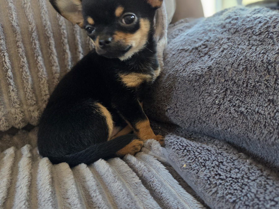 Tiny male chihuahua puppy looking for a new home 7