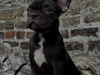 Stunning French Bulldogs Boys 4