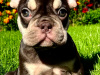 Stunning French Bulldogs Boys 1