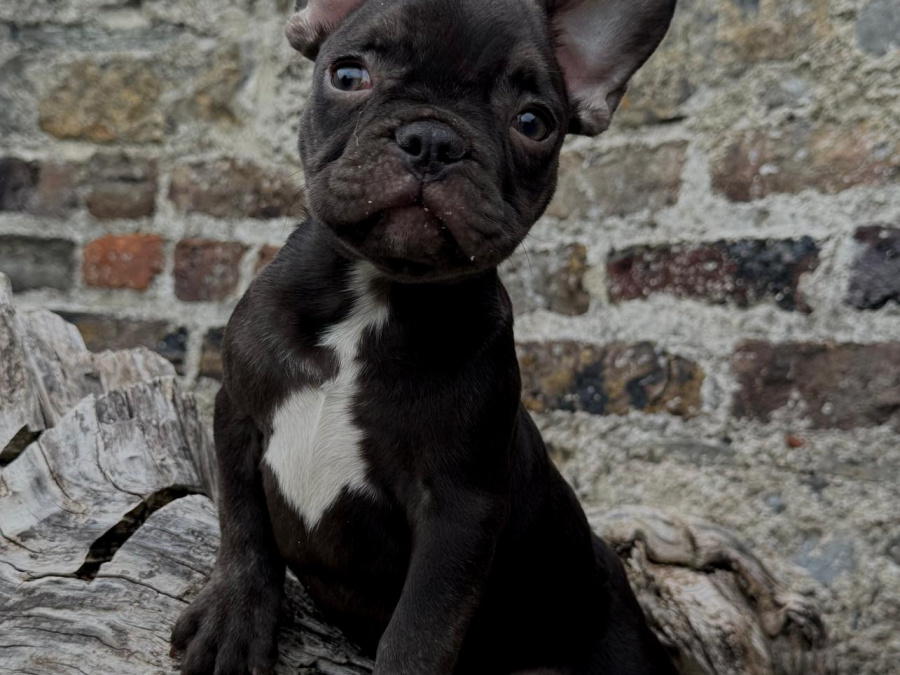 Stunning French Bulldogs Boys 3