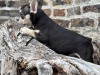 Stunning French Bulldogs Boys 2