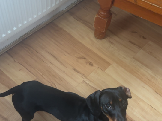 Elvis the Dachund for Stud