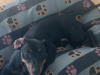 Elvis the Dachund for Stud 2