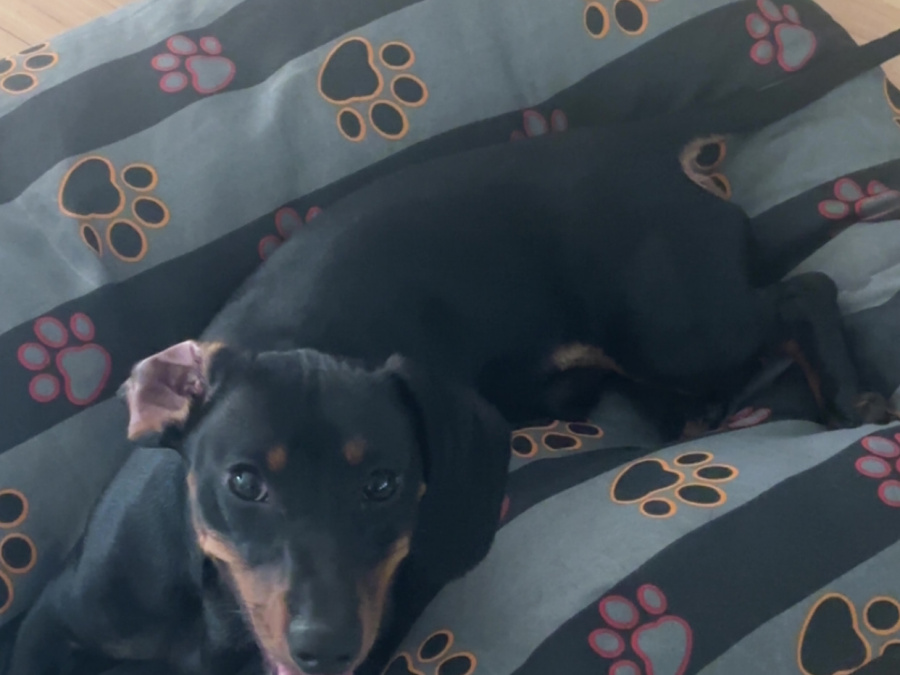 Elvis the Dachund for Stud 2
