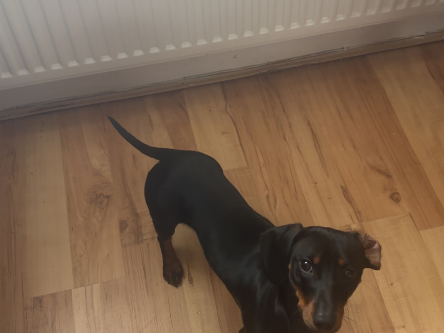 Elvis the Dachund for Stud 3