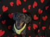 Elvis the Dachund for Stud 4