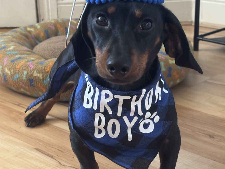 Elvis the Dachund for Stud 9