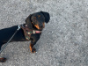 Elvis the Dachund for Stud 6