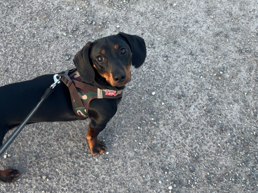 Elvis the Dachund for Stud 6