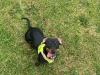 Elvis the Dachund for Stud 8