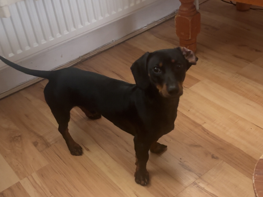 Elvis the Dachund for Stud 5