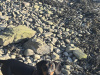 Elvis the Dachund for Stud 10