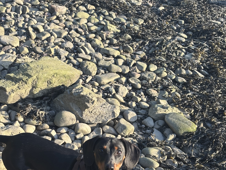 Elvis the Dachund for Stud 10