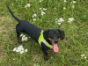 Elvis the Dachund for Stud 7