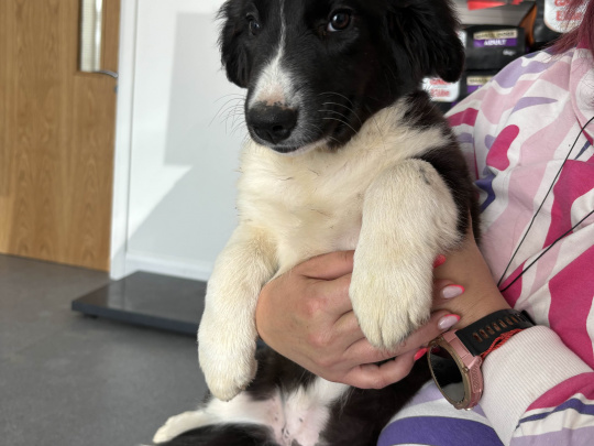 Border Collie Puppies