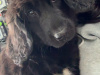 Border Collie Puppies 2