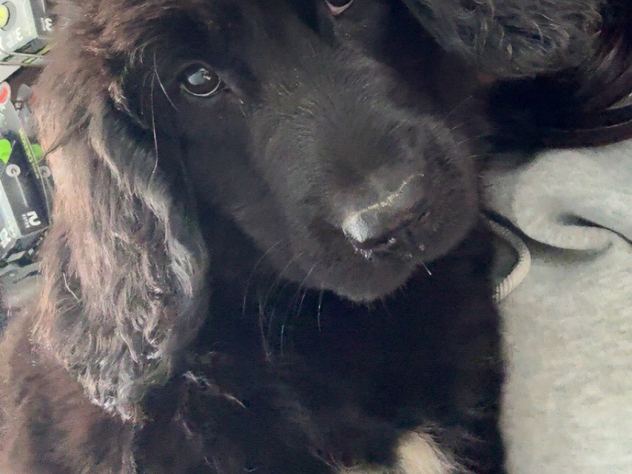 Border Collie Puppies 2