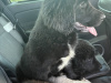 Border Collie Puppies 3