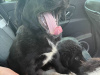 Border Collie Puppies 4