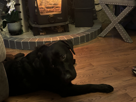 Beloved Bailey