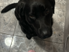 Beloved Bailey 2