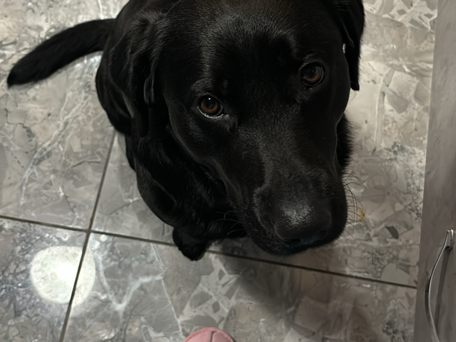 Beloved Bailey 2