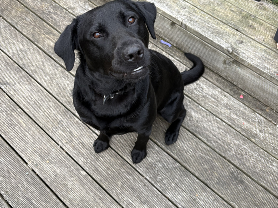 Beloved Bailey 5